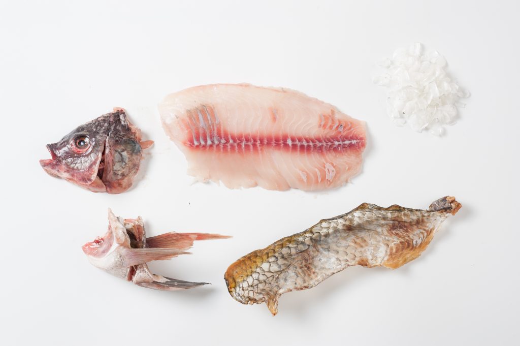 Tilapia byproducts: commercial uses of the tilapia processing and filleting industries’ waste