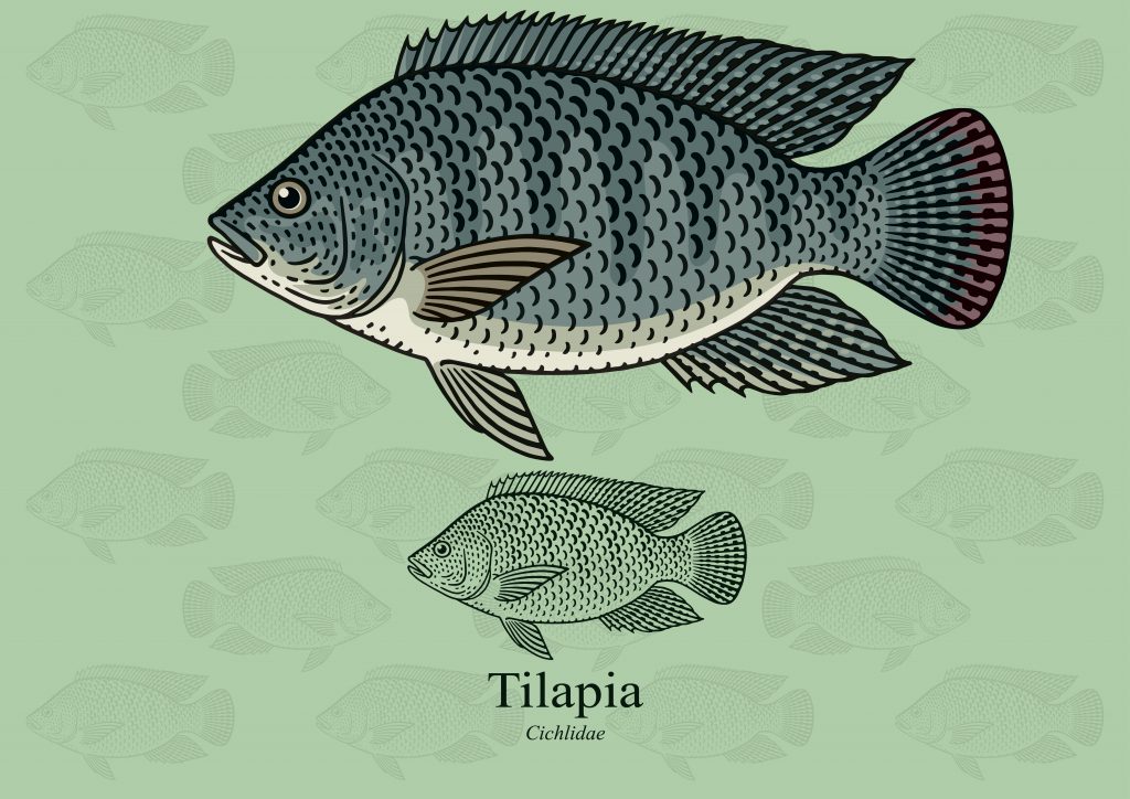 How to fight the bad reputation of Tilapia?