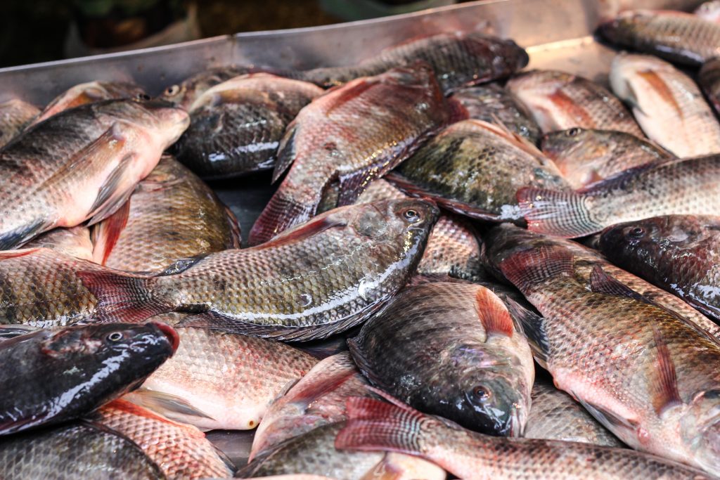 Tilapia: the valorization processes from harvest to customers