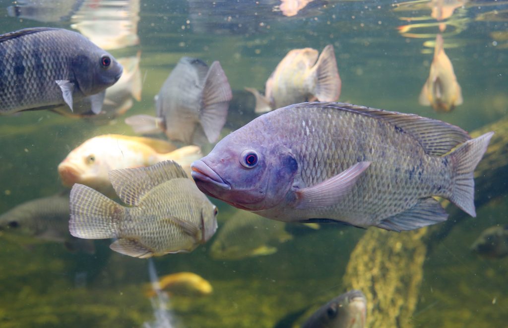 Tilapia Lake virus, what is it and how does it affect?