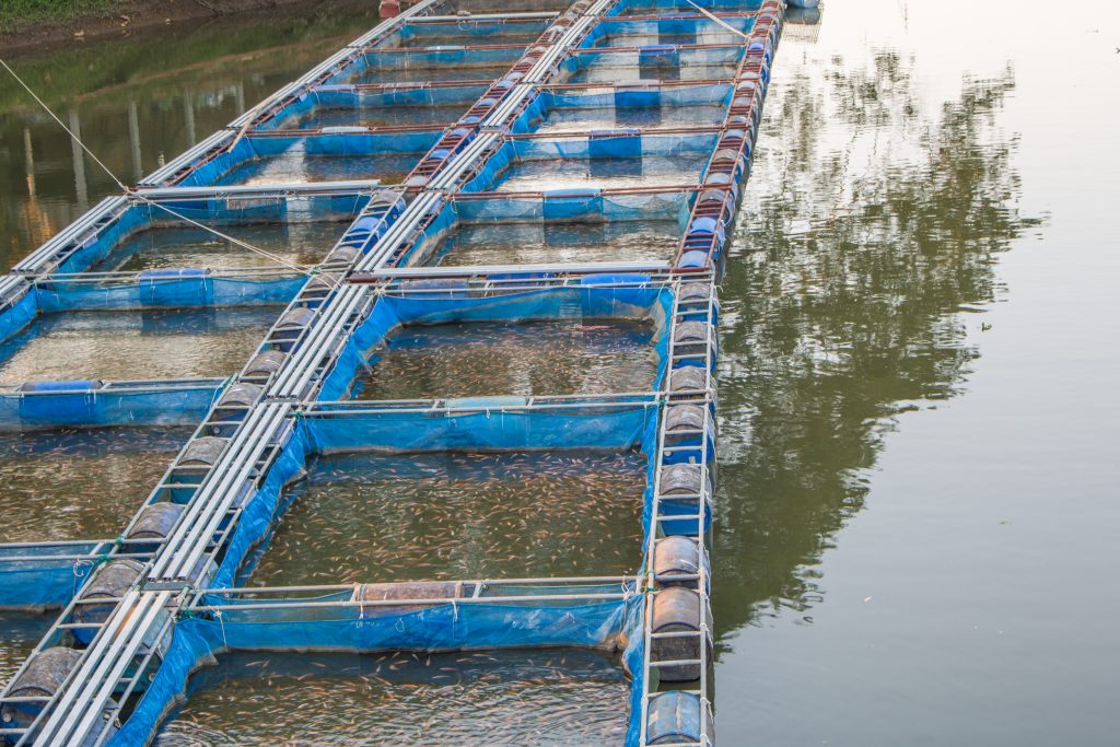 New Technologies for Tilapia production