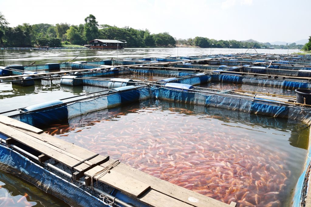 Sustainability certifications: an opportunity for Tilapia?