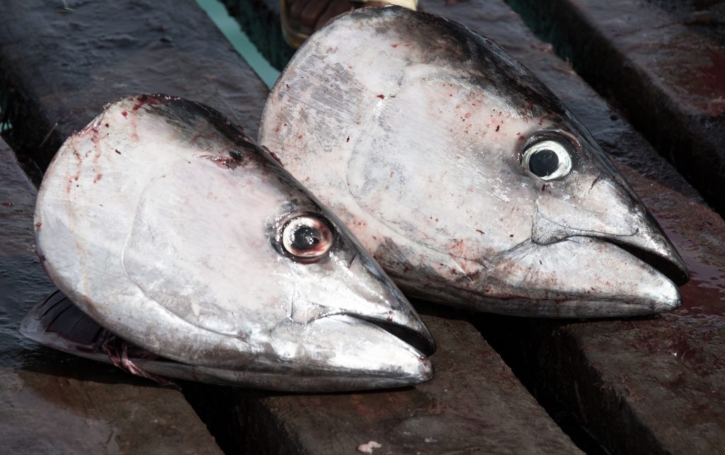 金枪鱼副产品作为罗非鱼养殖中的一种鱼粉