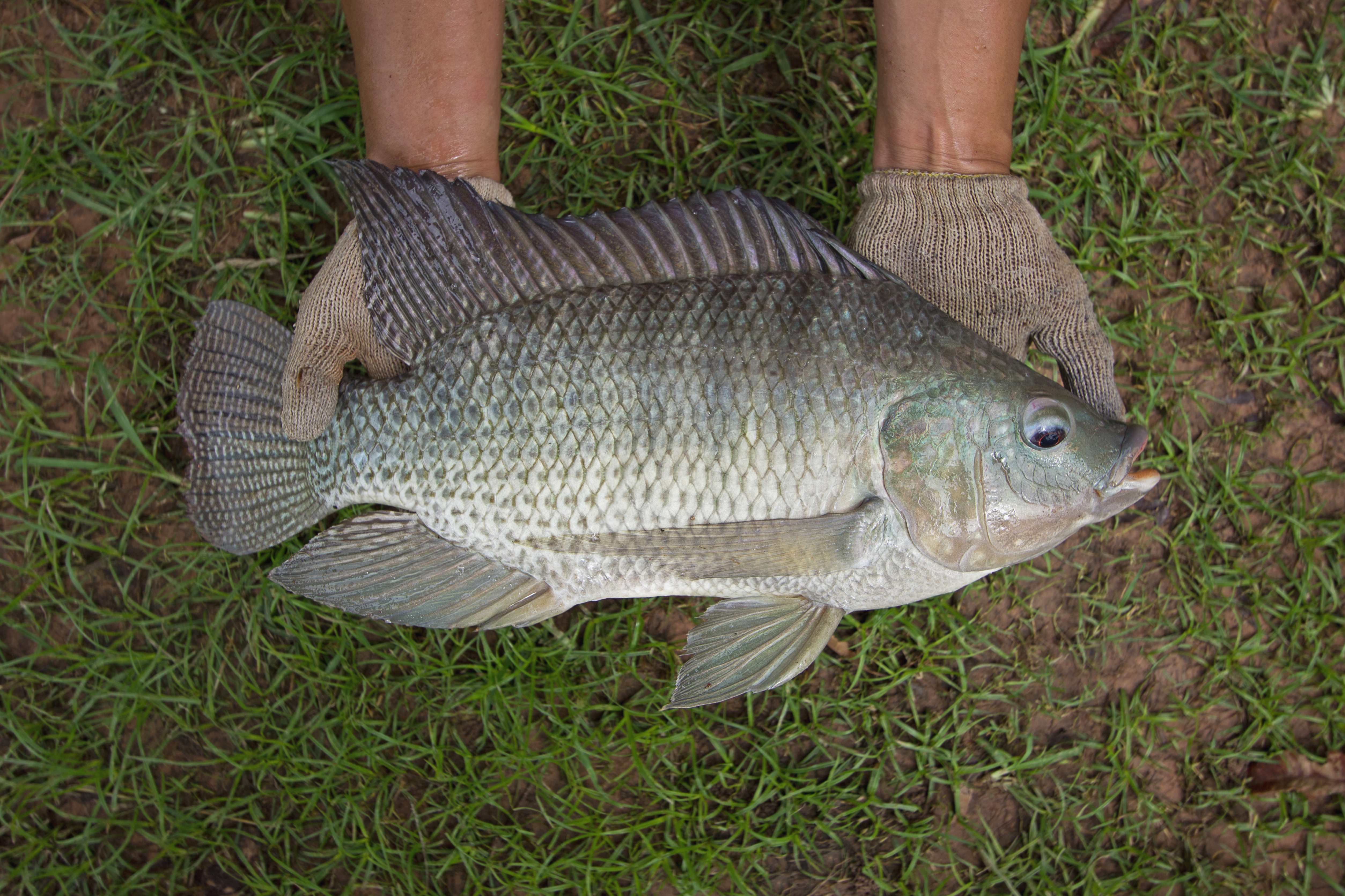 Pile of Tilapia Fish after Harvesting from Farm Pond Genetically Improved  GMO GIFT Tilapia Nilotica Fish Culture Stock Photo - Image of ingredient,  fishing: 250032582